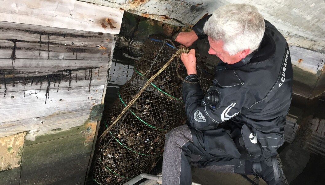 Kan innflyttar-blåskjel overvake miljøgifter like godt som innfødde skjel? Her undersøker Jarle Håvardstun, overingeniør ved NIVA, utplasserte blåskjel under ein kai i Kristiansand. (Foto: Lise Tveiten, NIVA) Kan innflyttar-blåskjel overvake miljøgifter like godt som innfødde skjel? Her undersøker Jarle Håvardstun, overingeniør ved NIVA, utplasserte blåskjel under ein kai i Kristiansand. (Foto: Lise Tveiten, NIVA)