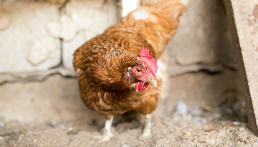 Kyllingene som produseres i Norge er ikke bærere av antibiotikaresistente bakterier. Det er to år siden narasin ble utfaset fra kyllingproduksjonen, og regjeringens målsetting er å redusere forbruket av antibiotika til alle matproduserende landdyr med minst ti prosent sammenlignet med 2013. (Illustrasjonsfoto: Colourbox) Kyllingene som produseres i Norge er ikke bærere av antibiotikaresistente bakterier. Det er to år siden narasin ble utfaset fra kyllingproduksjonen, og regjeringens målsetting er å redusere forbruket av antibiotika til alle matproduserende landdyr med minst ti prosent sammenlignet med 2013. (Illustrasjonsfoto: Colourbox)