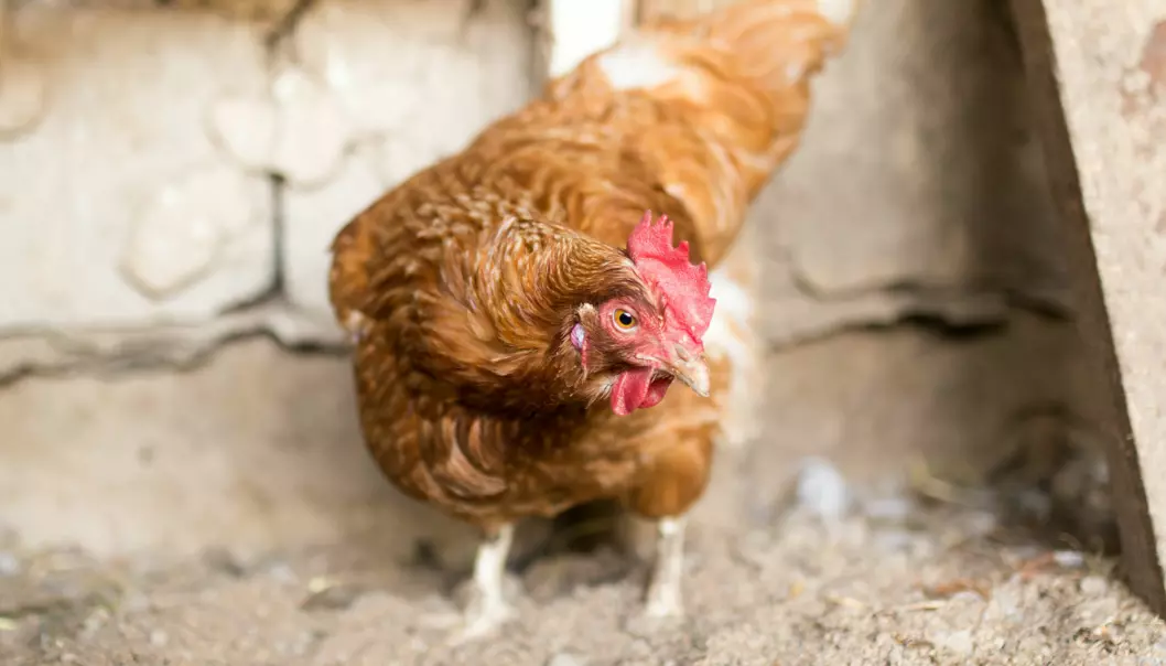 Nå er norsk kylling nesten helt fri for narasin