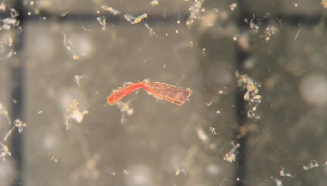 Mikroplast er små biter, partikler og fibre av plast som måler fra 5 mm og ned til størrelsen på et sandkorn. (Foto: DTU) Mikroplast er små biter, partikler og fibre av plast som måler fra 5 mm og ned til størrelsen på et sandkorn. (Foto: DTU)