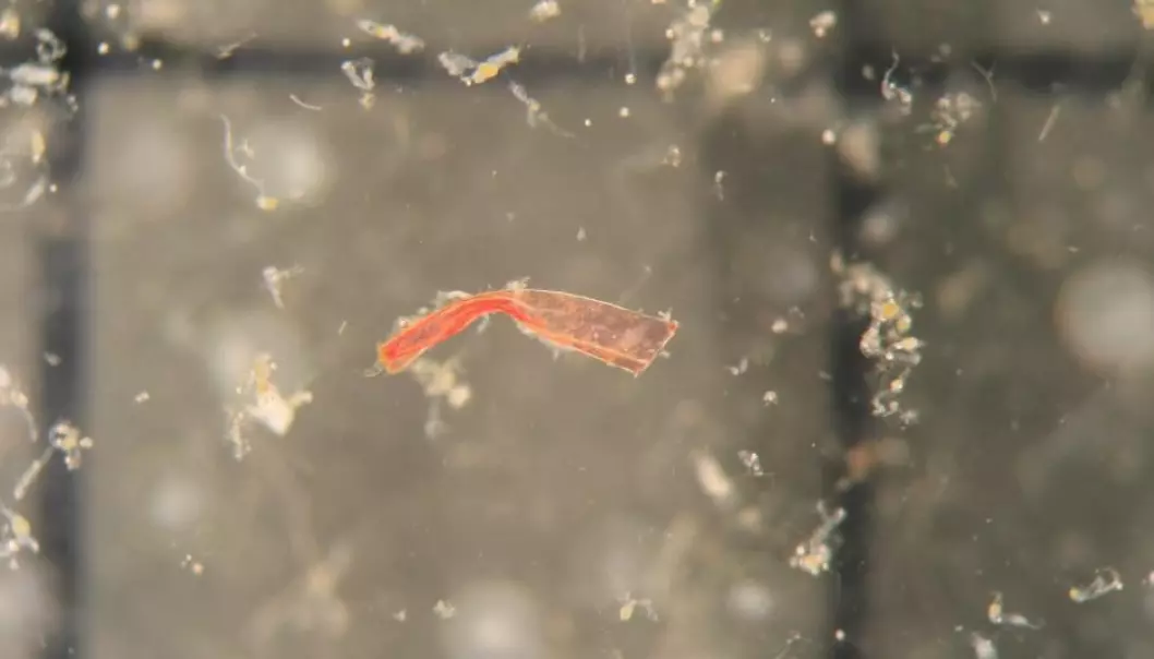 Overraskede forskere: Like mye mikroplast i fisk for 25 år siden