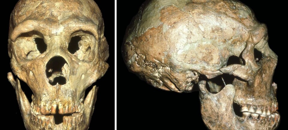 Denne neandertaleren led av mange forskjellige plager.  (Foto: Erik Trinkaus)