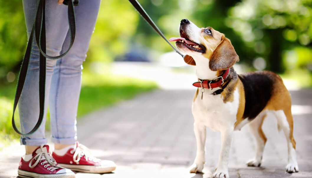 Hunder følger med på hvor mennesker retter oppmerksomheten. Foto: Maria Sbytova / Shutterstock / NTB scanpix Hunder følger med på hvor mennesker retter oppmerksomheten. Foto: Maria Sbytova / Shutterstock / NTB scanpix