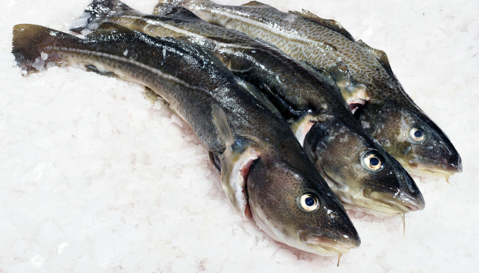Frysing rett etter fangst og kontrollert tining av torsken i vatn gir «fersk» kvalitet utanfor sesongen viser nytt forskingsprosjekt. (Illustrasjonsfoto: Shutterstock / NTB Scanpix)