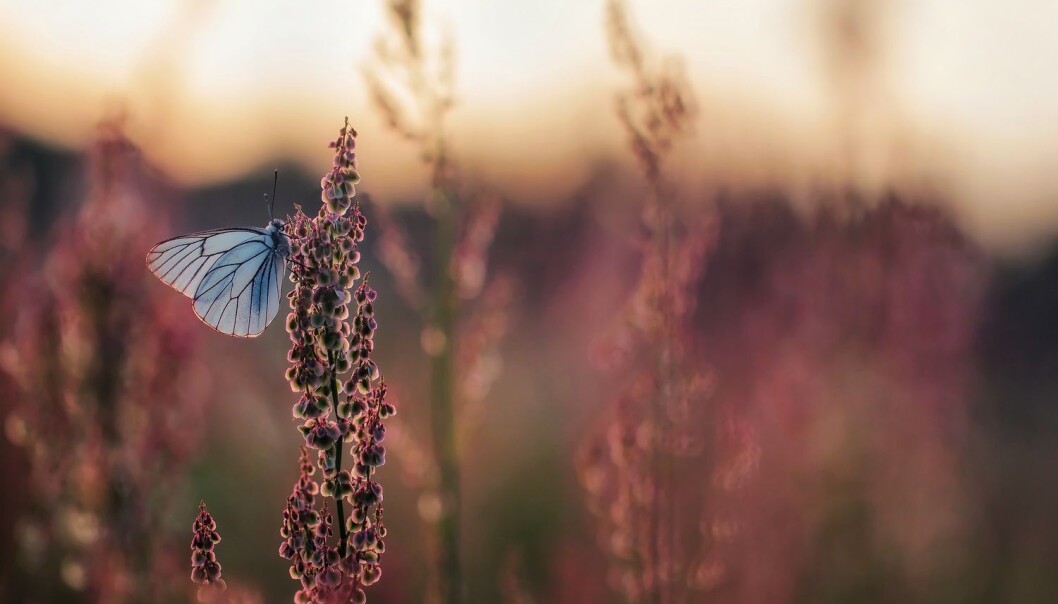 Vi vet at det blir færre insekter i deler av verden, men hvis vi også hadde visst mer om hvilke som forsvant, ville det ha fortalt oss mer om årsaken. (Foto: Marek Mierzejewski / Shutterstock / NTB scanpix) Vi vet at det blir færre insekter i deler av verden, men hvis vi også hadde visst mer om hvilke som forsvant, ville det ha fortalt oss mer om årsaken. (Foto: Marek Mierzejewski / Shutterstock / NTB scanpix)