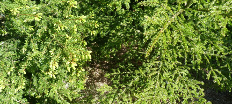 To genetisk identiske grantrær på Ås midt i mai 2017. Treet til venstre som vokste opp fra et frø dannet under kjølige forhold (18° C), har hvert år tidligere knoppsprett enn treet til høyre som kom fra et frø utviklet under varme forhold (28° C). (Foto: Marcos Viejo, NMBU)