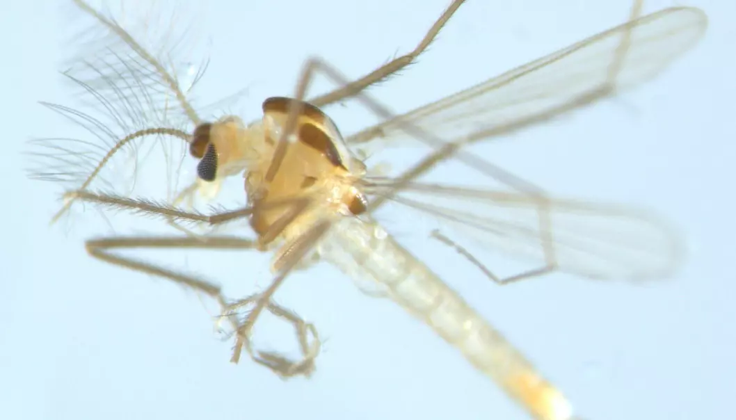 Myggforsker har funnet åtte nye arter