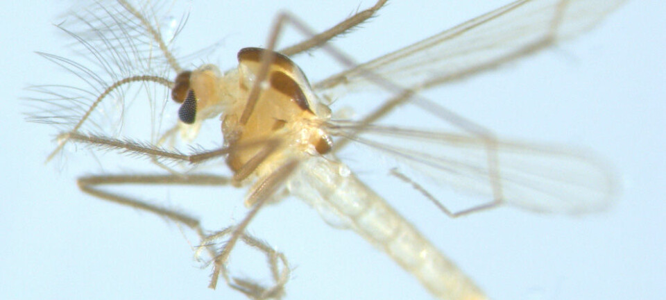Denne myggen er en nyoppdaget norsk fjærmyggart som har fått navnet Tanytarsus adustus. (Foto: Xiaolong Lin, NTNU Vitenskapsmuseet)