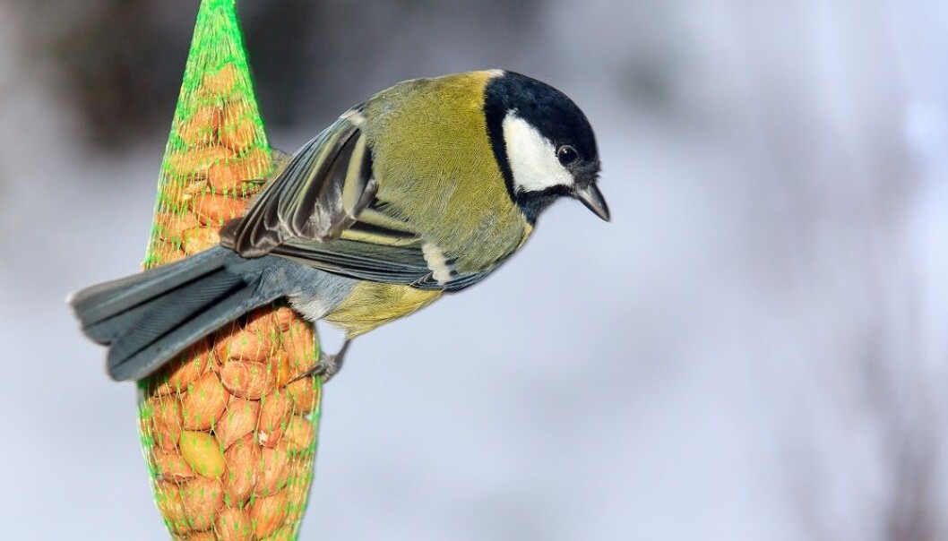 Kjøttmeisene i Oxfordshire hadde lengre nebb enn kjøttmeisene i nederlandske skoger. Skyldes det at at de har tilpasset seg menneskenes fuglematinnstallasjoner? Bildet er hentet fra studien. (Foto: Dennis van de Water, dvdwphotography.com) Kjøttmeisene i Oxfordshire hadde lengre nebb enn kjøttmeisene i nederlandske skoger. Skyldes det at at de har tilpasset seg menneskenes fuglematinnstallasjoner? Bildet er hentet fra studien. (Foto: Dennis van de Water, dvdwphotography.com)