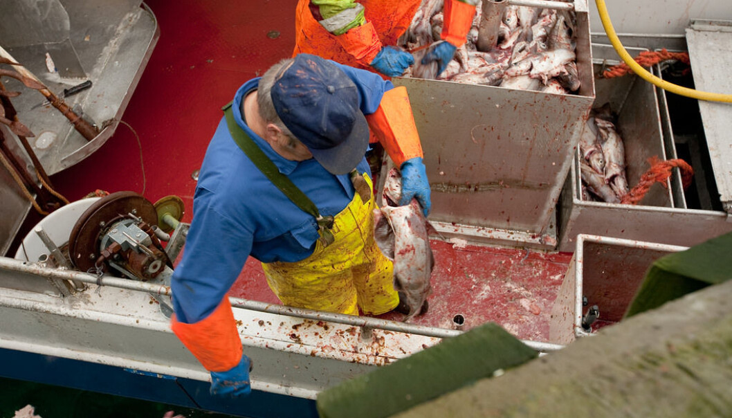 Det meste av norsk sjømat er nå uten tilsatt antibiotika. Importert sjømat holder dessverre ikke samme standard. (Foto: Lawrence Hislop / Grida) Det meste av norsk sjømat er nå uten tilsatt antibiotika. Importert sjømat holder dessverre ikke samme standard. (Foto: Lawrence Hislop / Grida)
