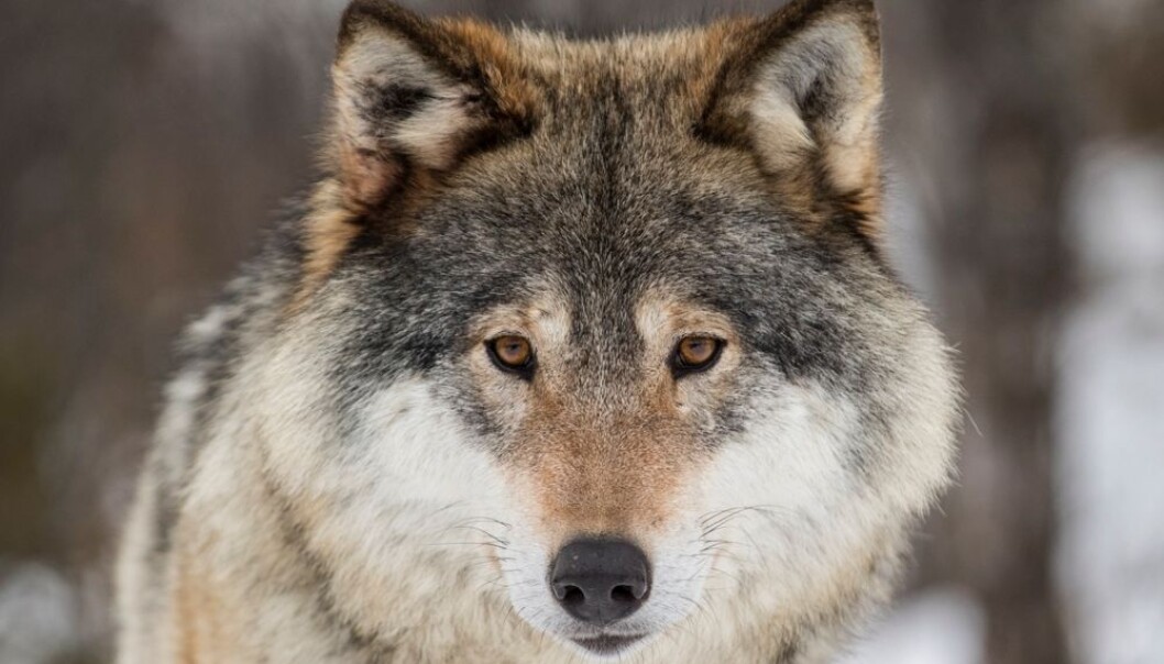 Ulvemotstanderne hevder med jevne mellomrom at den ulven vi har i Norge ikke har kommet hit av seg selv men er satt ut av mennesker. Noen påstår at den er en blanding mellom ulv og hund. Derfor ikke trenger å verne om den, hevdes det. Ny genteknologi kan fastslå hvor ulven vår kommer fra. Et nytt prosjekt settes snart igang. Får vi da et svar med to streker under som alle kan akseptere? (Foto: Heiko Junge / NTB scanpix) Ulvemotstanderne hevder med jevne mellomrom at den ulven vi har i Norge ikke har kommet hit av seg selv men er satt ut av mennesker. Noen påstår at den er en blanding mellom ulv og hund. Derfor ikke trenger å verne om den, hevdes det. Ny genteknologi kan fastslå hvor ulven vår kommer fra. Et nytt prosjekt settes snart igang. Får vi da et svar med to streker under som alle kan akseptere? (Foto: Heiko Junge / NTB scanpix)