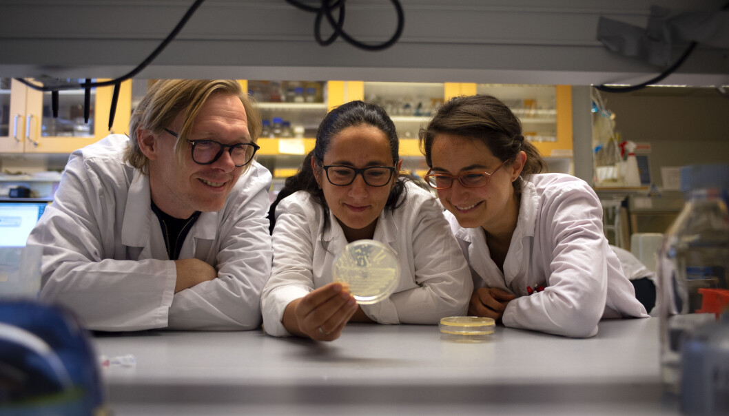 Forskerkollegene Pål Jarle Johnsen, Elizabeth Aarag Fredheim og Julia Maria Kloos ved UiT Norges arktiske universitet ser nye muligheter i antibiotikabehandlingen. (Foto: Mathias Bruvoll, UiT) Forskerkollegene Pål Jarle Johnsen, Elizabeth Aarag Fredheim og Julia Maria Kloos ved UiT Norges arktiske universitet ser nye muligheter i antibiotikabehandlingen. (Foto: Mathias Bruvoll, UiT)