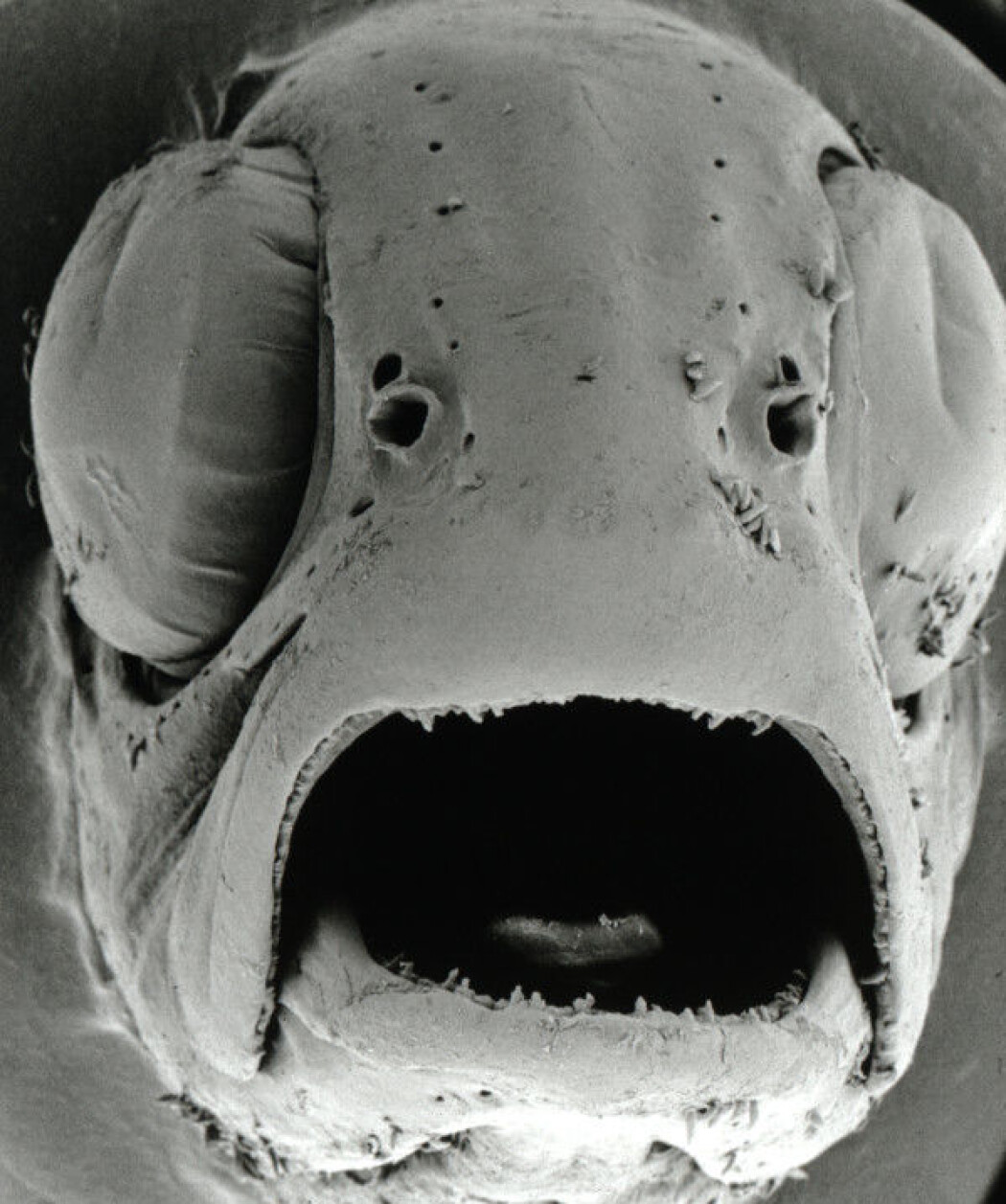 På hodet til denne lakseungen kan parasitten gyro ses flere ulike steder. (Foto: Tor Atle Mo, NINA) På hodet til denne lakseungen kan parasitten gyro ses flere ulike steder. (Foto: Tor Atle Mo, NINA)