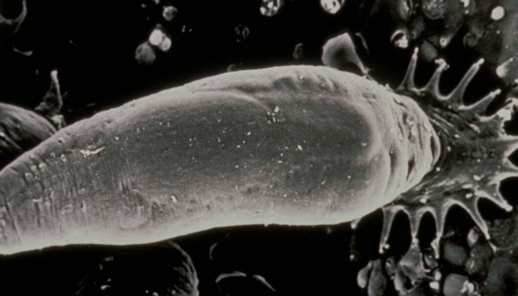 Parasitten Gyrodactylus salaris er bare en halv millimeter, men har tross sin beskjedne størrelse vært en av de største truslene mot norsk villaks. (Foto: Tor Atle Mo, NINA) Parasitten Gyrodactylus salaris er bare en halv millimeter, men har tross sin beskjedne størrelse vært en av de største truslene mot norsk villaks. (Foto: Tor Atle Mo, NINA)