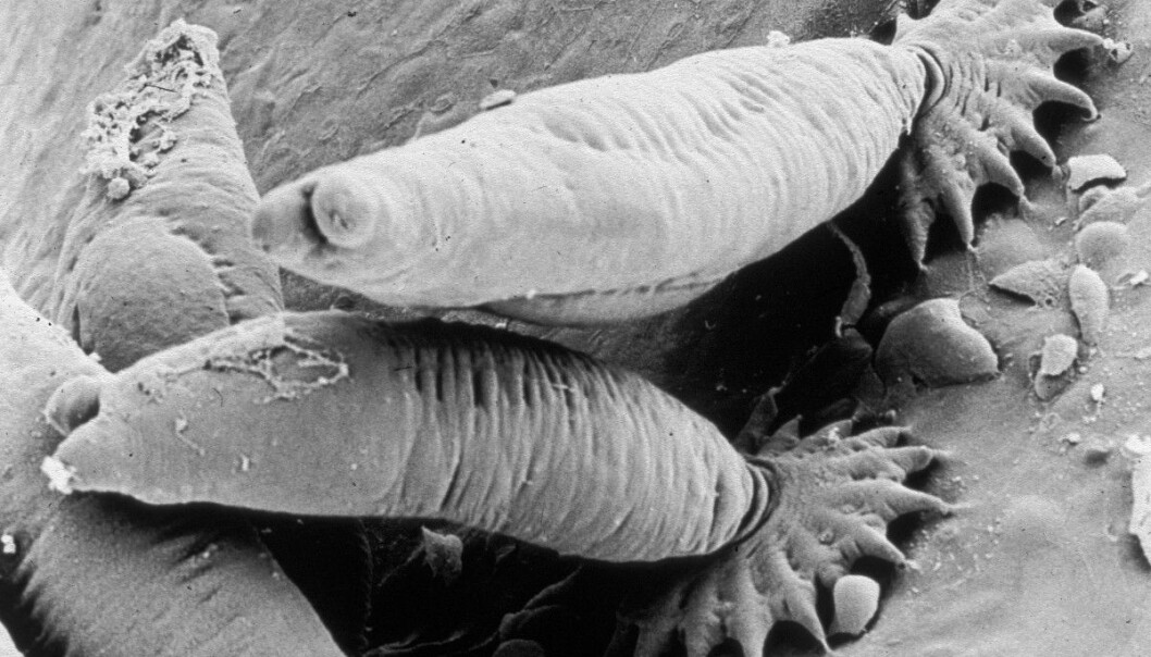 Parasittene fester seg på laksehuden og lager sår. (Foto: Tor Atle Mo, NINA) Parasittene fester seg på laksehuden og lager sår. (Foto: Tor Atle Mo, NINA)