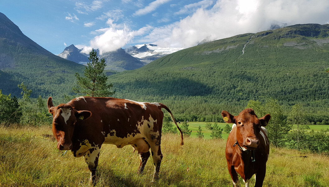 Kyra i Innerdalen på Nordmøre nyttar utmarksbeita om sommaren, det burde fleire kyr gjere, meiner forskar. (Foto: Rose Bergslid, NORSØK)