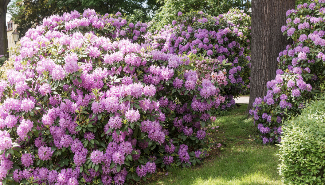 Denne vakre planten kan bli en trussel mot norsk natur, om det blir varmere i været og frøene overlever og spirer. (Foto: kelifamily / Shutterstock / NTB scanpix) Denne vakre planten kan bli en trussel mot norsk natur, om det blir varmere i været og frøene overlever og spirer. (Foto: kelifamily / Shutterstock / NTB scanpix)