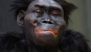 Menneskeslekten, Homo, er utviklet fra oppreiste apemennesker som den berømte «Lucy» (Australopithecus afarensis), men Lucy er ikke direkte opphav til oss. Denne nyeste rekonstruksjonen av Lucy finnes ved Moesgaard Museum (MoMu) i Aarhus. (Foto: Moesgaard Museum) Menneskeslekten, Homo, er utviklet fra oppreiste apemennesker som den berømte «Lucy» (Australopithecus afarensis), men Lucy er ikke direkte opphav til oss. Denne nyeste rekonstruksjonen av Lucy finnes ved Moesgaard Museum (MoMu) i Aarhus. (Foto: Moesgaard Museum)