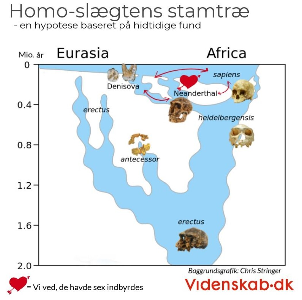 Denne fortolkningen av Homo-slektens stamtre ligner mer en stor elv med forgreninger enn et tre. Fortolkningen avspeiler at man i dag har gått vekk fra bildet av at evolusjonen er bare går fremover, der et avgjørende trekk oppstår, og så kommer resten av menneskets trekk et om gangen, som LEGO-klosser på hverandre. Vi ser i stedet utviklingen som resultatet av en mye mer rotete mosaikk, der trekk har kommet og gått i flere omganger blant forfedrene våre i ulike områder, uten at et trekk har dominert de andre. Etter hvert har de ulike artene, oppstått, men detaljene er ikke kjent. (Kilde: Grafikk: Chris Stringer/videnskab.dk) Denne fortolkningen av Homo-slektens stamtre ligner mer en stor elv med forgreninger enn et tre. Fortolkningen avspeiler at man i dag har gått vekk fra bildet av at evolusjonen er bare går fremover, der et avgjørende trekk oppstår, og så kommer resten av menneskets trekk et om gangen, som LEGO-klosser på hverandre. Vi ser i stedet utviklingen som resultatet av en mye mer rotete mosaikk, der trekk har kommet og gått i flere omganger blant forfedrene våre i ulike områder, uten at et trekk har dominert de andre. Etter hvert har de ulike artene, oppstått, men detaljene er ikke kjent. (Kilde: Grafikk: Chris Stringer/videnskab.dk)