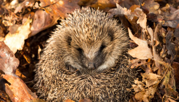 Det er ikke bare om sommeren det er liv i hagen. (Foto: Coatesy / Shutterstock / NTB scanpix) Det er ikke bare om sommeren det er liv i hagen. (Foto: Coatesy / Shutterstock / NTB scanpix)