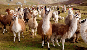 Alpakkaer og lamaer i fjellområder i Peru. (Foto: juni.samos / Shutterstock / NTB scanpix) Alpakkaer og lamaer i fjellområder i Peru. (Foto: juni.samos / Shutterstock / NTB scanpix)