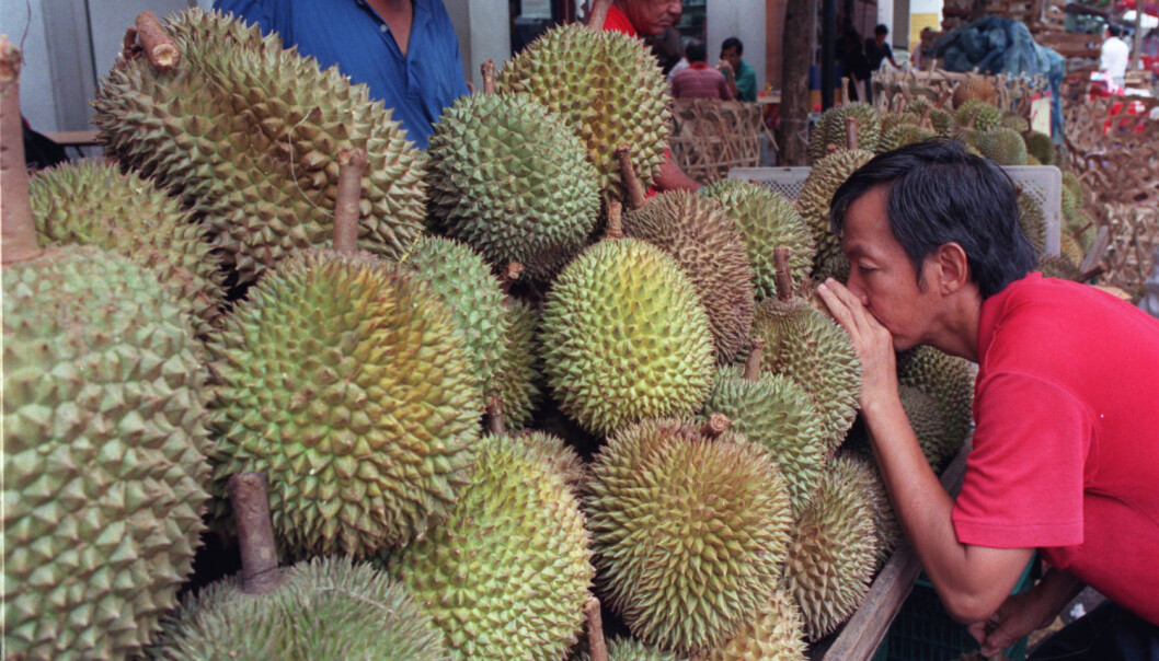 En mann i Singapore drar inn durian-lukt. (Illustrasjonfoto: NTB Scanpix/REUTERS/Simon Thong) En mann i Singapore drar inn durian-lukt. (Illustrasjonfoto: NTB Scanpix/REUTERS/Simon Thong)