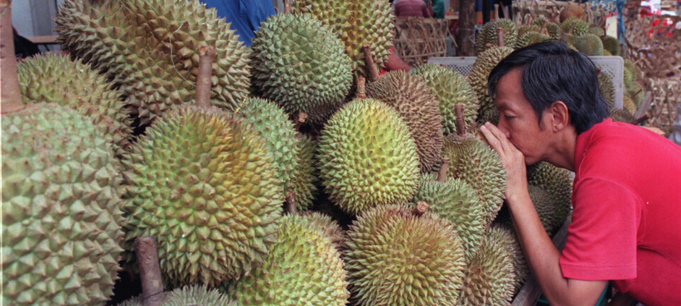 En mann i Singapore drar inn durian-lukt. (Illustrasjonfoto: NTB Scanpix/REUTERS/Simon Thong)