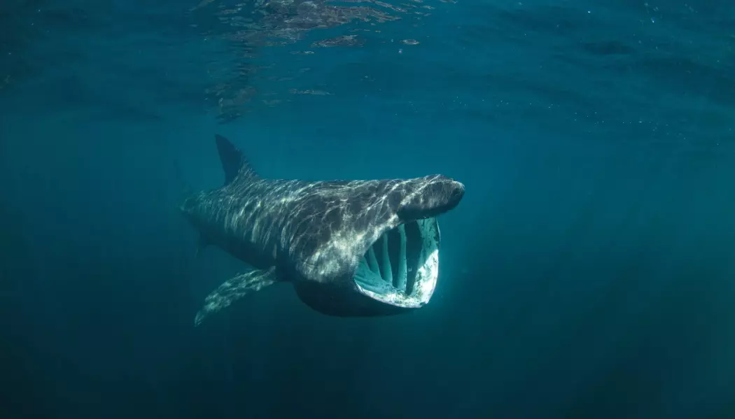 Haier er ekstreme langdistansesvømmere. Haitypen brugde for eksempel svømmer fra Skottland til Newfoundland og fra vestkysten av USA til Brasil. Den finnes også langs norskekysten. (Foto: Shutterstock / NTB Scanpix)