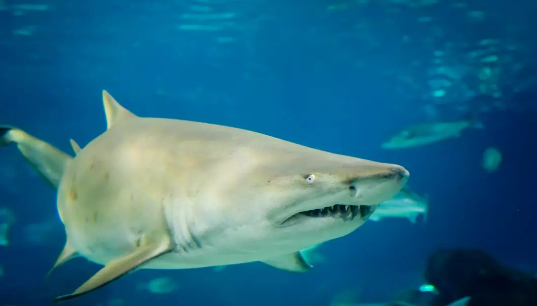 Sandtigerhaien spiser ofte søsknene sine. (Foto: Shutterstock / NTB Scanpix)