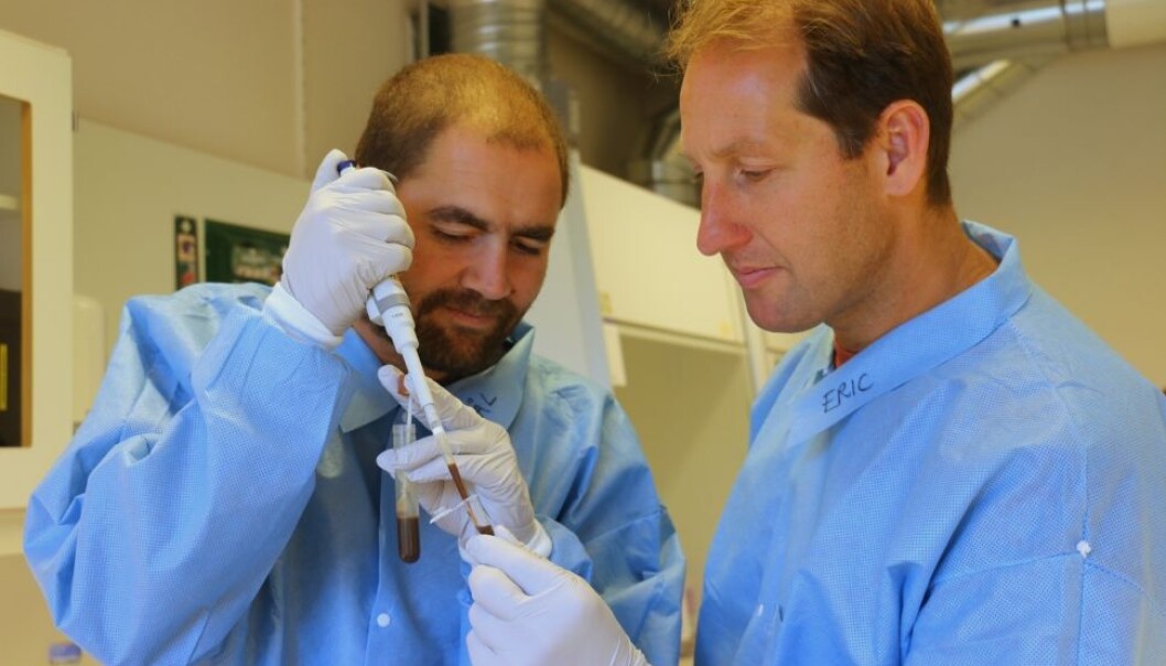 Pål Trosvik og Eric de Muinck forsker på bakteriene i tarmen. De oppdaget nylig at disse bakteriene ikke nødvendigvis bare lever i harmoni – tidvis er det full krig mellom dem. (Foto: UiO) Pål Trosvik og Eric de Muinck forsker på bakteriene i tarmen. De oppdaget nylig at disse bakteriene ikke nødvendigvis bare lever i harmoni – tidvis er det full krig mellom dem. (Foto: UiO)