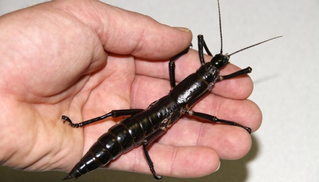 Trehummeren kan bli insektenes svar på pandabjørnen. Nå kan den være med på å bevare unik natur på australsk øy. (Foto: Rohan Cleave, Melbourne Zoo/Cell Press) Trehummeren kan bli insektenes svar på pandabjørnen. Nå kan den være med på å bevare unik natur på australsk øy. (Foto: Rohan Cleave, Melbourne Zoo/Cell Press)