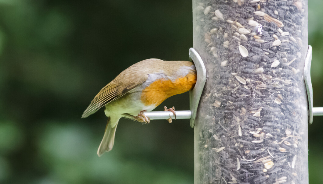 Rødstrupe i fuglemateren. Hvorfor blir den ikke tjukk når den har tilgang på så masse mat? (Foto: shaftinaction / Shutterstock / NTB scanpix) Rødstrupe i fuglemateren. Hvorfor blir den ikke tjukk når den har tilgang på så masse mat? (Foto: shaftinaction / Shutterstock / NTB scanpix)
