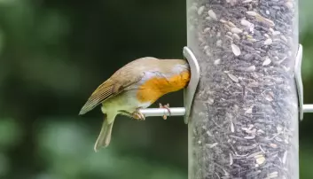 Hvorfor blir ikke småfuglene tjukke?