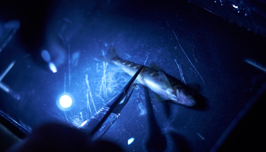 Bedøvd laksunge undersøkes for lakseparasitten Gyrodactylus salaris (gyro) under lupe. Her undersøkes de sjette dag under forsøket. (Foto: Eivind Røhne) Bedøvd laksunge undersøkes for lakseparasitten Gyrodactylus salaris (gyro) under lupe. Her undersøkes de sjette dag under forsøket. (Foto: Eivind Røhne)