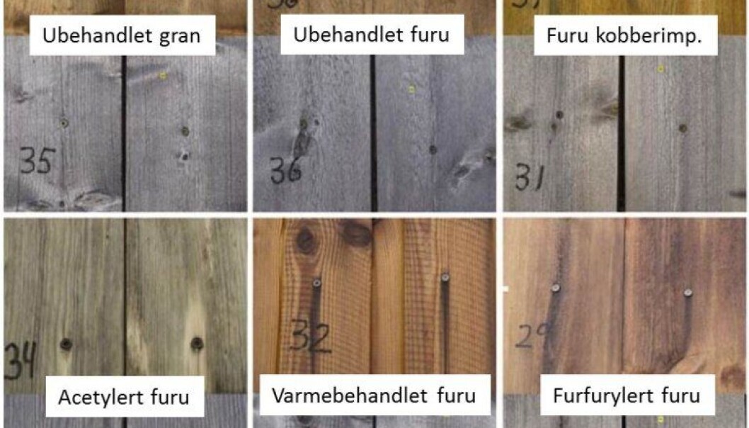 Alle treslag blir grå. (Foto: Lone Ross Gobakken) Alle treslag blir grå. (Foto: Lone Ross Gobakken)
