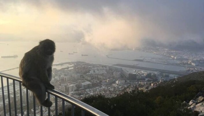 Det fantes kanskje berbermakaker på Gibraltar også på neanderthalernes tid - men i så fall neppe den samme populasjonen som lever der i dag. Denne bærer alle genetiske tegn på relativ nylig innflytting fra Marokko. (Foto: Erik Tunstad) Det fantes kanskje berbermakaker på Gibraltar også på neanderthalernes tid - men i så fall neppe den samme populasjonen som lever der i dag. Denne bærer alle genetiske tegn på relativ nylig innflytting fra Marokko. (Foto: Erik Tunstad)