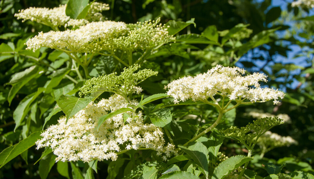 Svarthyll er et lite, løvfellende tre eller en stor busk. De gulhvite blomstene kommer i juni-juli, mens de blåsvarte bærene (som botanisk sett er steinfrukter) modner om høsten. Hele busken, bortsett fra blomstene og de modne fruktene, er giftig. (Foto: Shutterstock / NTB scanpix) Svarthyll er et lite, løvfellende tre eller en stor busk. De gulhvite blomstene kommer i juni-juli, mens de blåsvarte bærene (som botanisk sett er steinfrukter) modner om høsten. Hele busken, bortsett fra blomstene og de modne fruktene, er giftig. (Foto: Shutterstock / NTB scanpix)