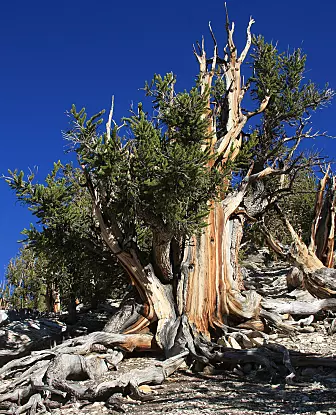 En furutype kalt Great Basin Bristlecone Pine kan bli flere tusen år gammel. (Dcrjsr/CC BY-SA 3.0)