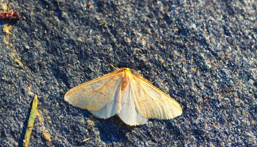 På denne tiden av året kan du se gul frostmåler som voksen sommerfugl på jakt etter en make. Forskerne vil ha din hjelp til å finne ut hvor langt nord de lever. (Foto: Jon Aars) På denne tiden av året kan du se gul frostmåler som voksen sommerfugl på jakt etter en make. Forskerne vil ha din hjelp til å finne ut hvor langt nord de lever. (Foto: Jon Aars)