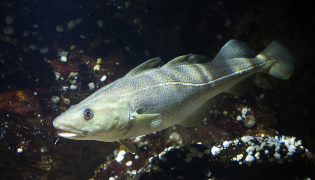 Forskarar finn auka konsentrasjonar av kvikksølv i torsk, sjølv om utsleppa av miljøgifta er reduserte. Kvifor er dette tilfelle? (Foto: Shutterstock / NTB Scanpix) Forskarar finn auka konsentrasjonar av kvikksølv i torsk, sjølv om utsleppa av miljøgifta er reduserte. Kvifor er dette tilfelle? (Foto: Shutterstock / NTB Scanpix)