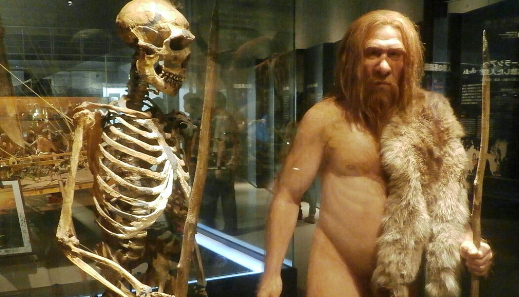 En neandertal-rekonstruksjon i Tokyo. (Bilde: Photaro/CC BY-SA 3.0) En neandertal-rekonstruksjon i Tokyo. (Bilde: Photaro/CC BY-SA 3.0)