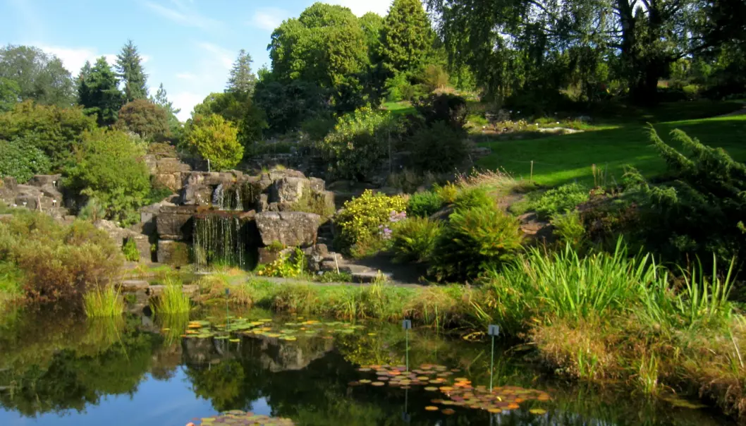 I Botanisk hage i Oslo dyrkes 5500 plantearter i veksthus og på friland. (Foto: Daderot, Wikimedia Commons)