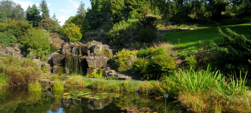 I Botanisk hage i Oslo dyrkes 5500 plantearter i veksthus og på friland. (Foto: Daderot, Wikimedia Commons)