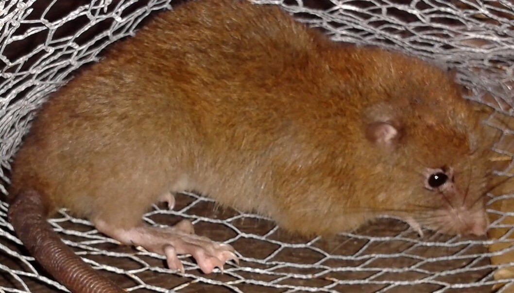 Den nyoppdagede rotta <em>Uromys vika</em> kan veie en hel kilo og liker seg best oppe i trærne. (Foto: Tyrone Lavery, The Field Museum) Den nyoppdagede rotta <em>Uromys vika</em> kan veie en hel kilo og liker seg best oppe i trærne. (Foto: Tyrone Lavery, The Field Museum)