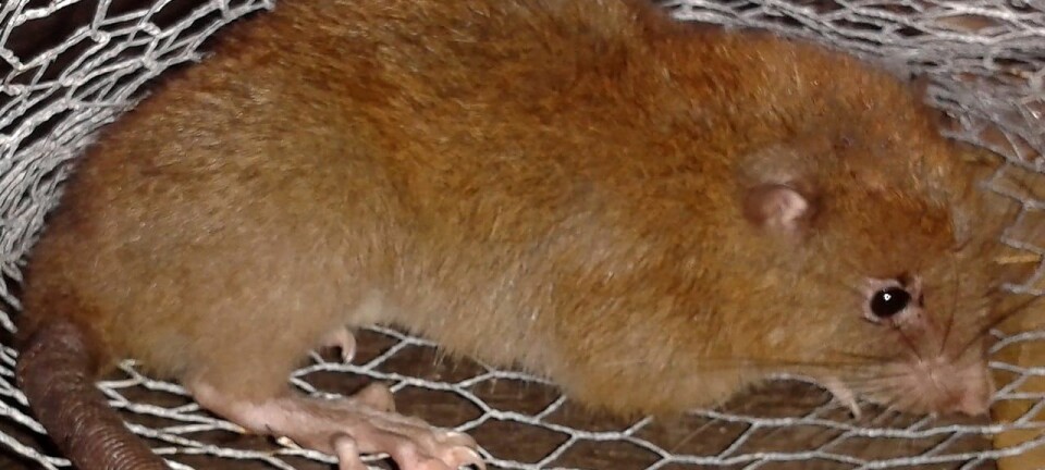 Den nyoppdagede rotta Uromys vika kan veie en hel kilo og liker seg best oppe i trærne. (Foto: Tyrone Lavery, The Field Museum)