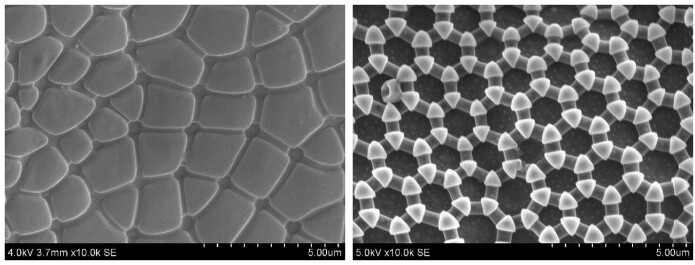 Overflaten til spretthaler kan variere mye. Her er det zoomet inn 10 000 ganger på <i>Anurophorus laricis</i> til venstre og <i>Xenylla maritima</i> til høyre. (Foto fra Gundersen et al. 2014) Overflaten til spretthaler kan variere mye. Her er det zoomet inn 10 000 ganger på <i>Anurophorus laricis</i> til venstre og <i>Xenylla maritima</i> til høyre. (Foto fra Gundersen et al. 2014)