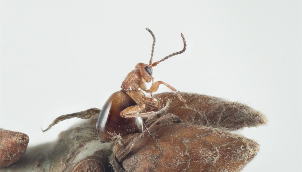 Her er en vingeløs hunn av <i>Biorhiza pallida</i> klekt fra rotgall. (Foto: Arnstein Staverløkk/NINA CC BY-SA 4.0) Her er en vingeløs hunn av <i>Biorhiza pallida</i> klekt fra rotgall. (Foto: Arnstein Staverløkk/NINA CC BY-SA 4.0)