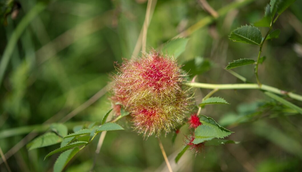Gallen til <i>Diplolepis rosae</i> kan bli stor som en tennisball og har torner og «hår». Du kan ofte se de forvedete gallene sitte igjen på greina når bladene har falt av nypebuskene om høsten. (Foto: Arnstein Staverløkk/NINA CC BY-SA 4.0) Gallen til <i>Diplolepis rosae</i> kan bli stor som en tennisball og har torner og «hår». Du kan ofte se de forvedete gallene sitte igjen på greina når bladene har falt av nypebuskene om høsten. (Foto: Arnstein Staverløkk/NINA CC BY-SA 4.0)