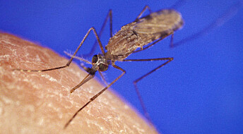 Modifiserte gener fikk malariamygg i laboratoriet til å dø ut i løpet av kort tid