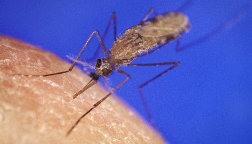 Anopheles gambiae, som er en av myggartene som bærer malaria i Afrika sør for Sahara. (Bilde: James D. Gathany)